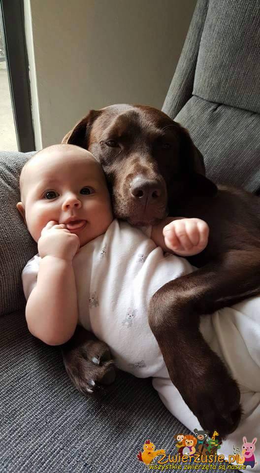 Pies na kanapie z dzieckiem