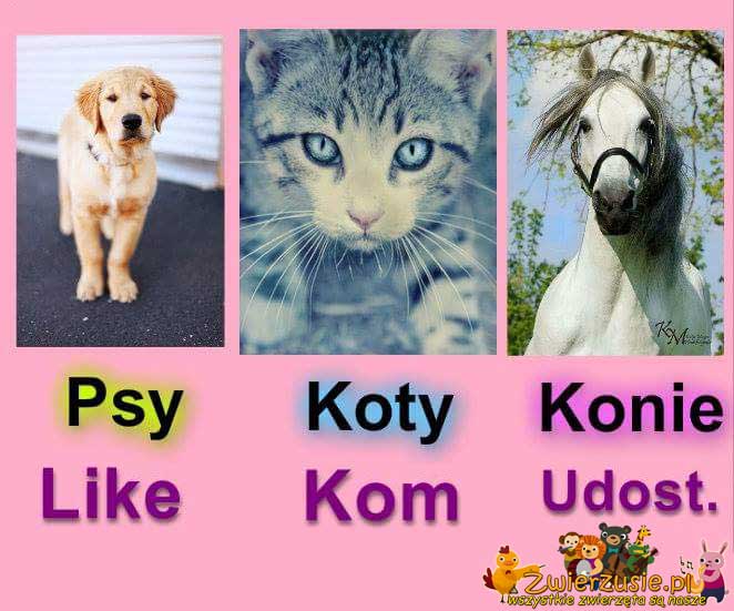 Psy Koty i Konie