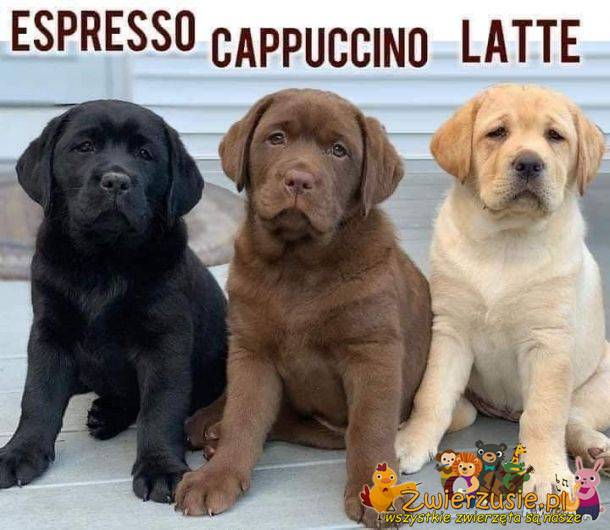 Espresso, cappuccino, latte