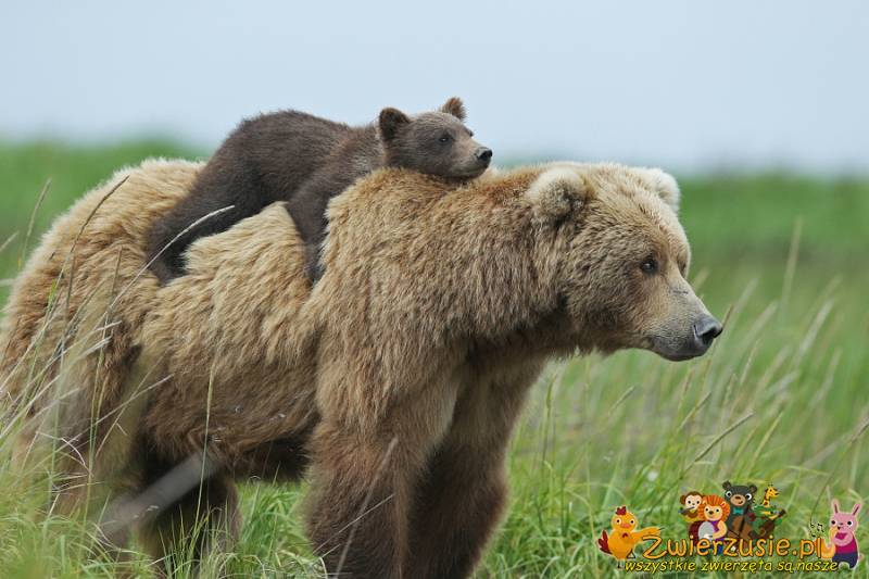 Niedźwiadek i jego mama