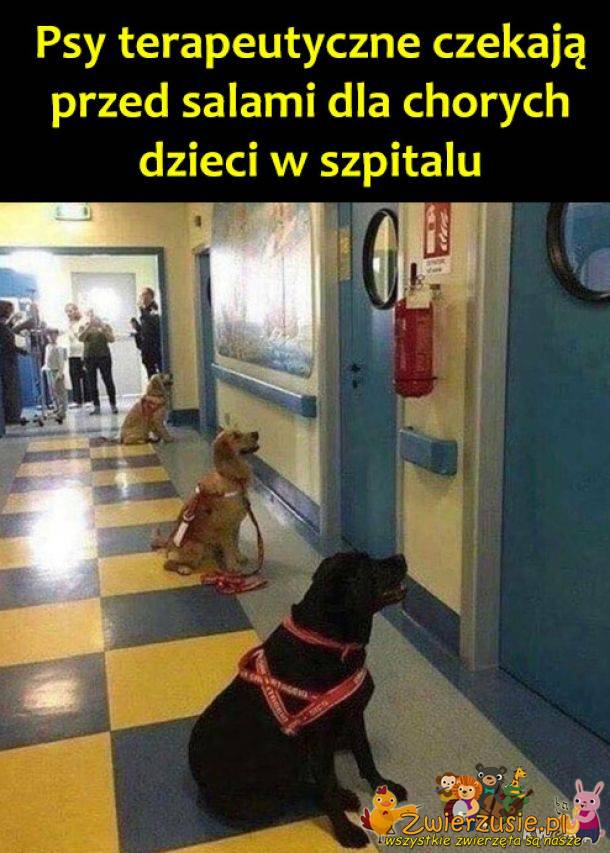 Psy terapeutyczne