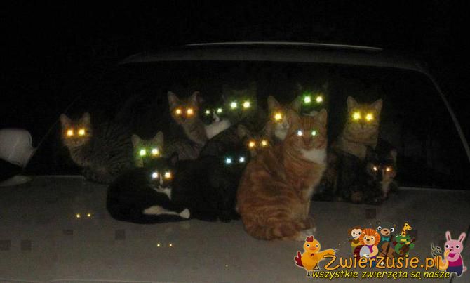 Świecące koty