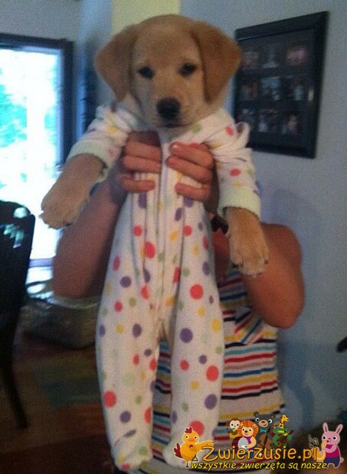 Pies w piżamie