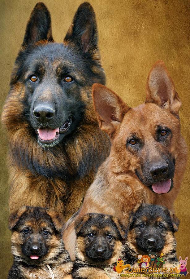 Portret rodzinny owczarków niemieckich
