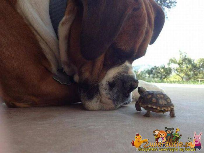 Żółwik i pies