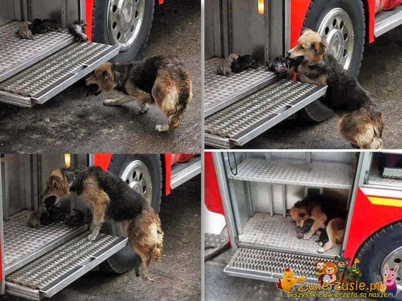 Psia mama ratuje swoje szczeniaczki z pożaru