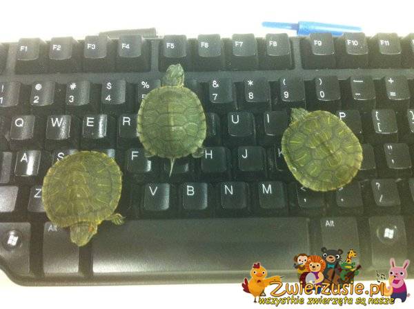 Żółwie na klawiaturze