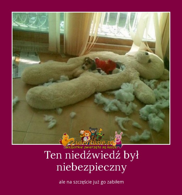 Ten niedźwiedź był niebezpieczny